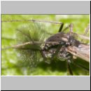 Chironomidae sp - Zuckmuecke 02b.jpg